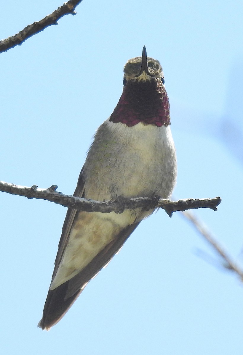 Broad-tailed Hummingbird - Pat Grantham