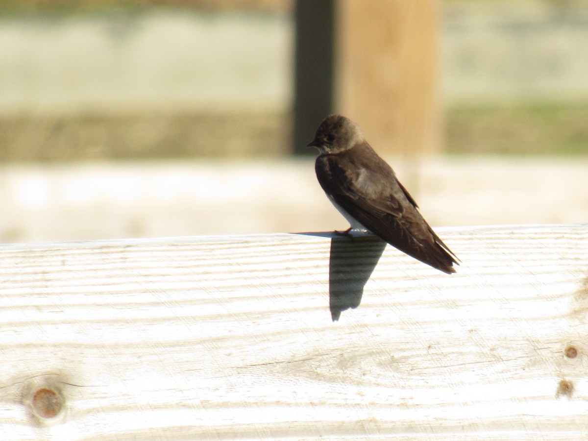 Northern Rough-winged Swallow - ML102126871