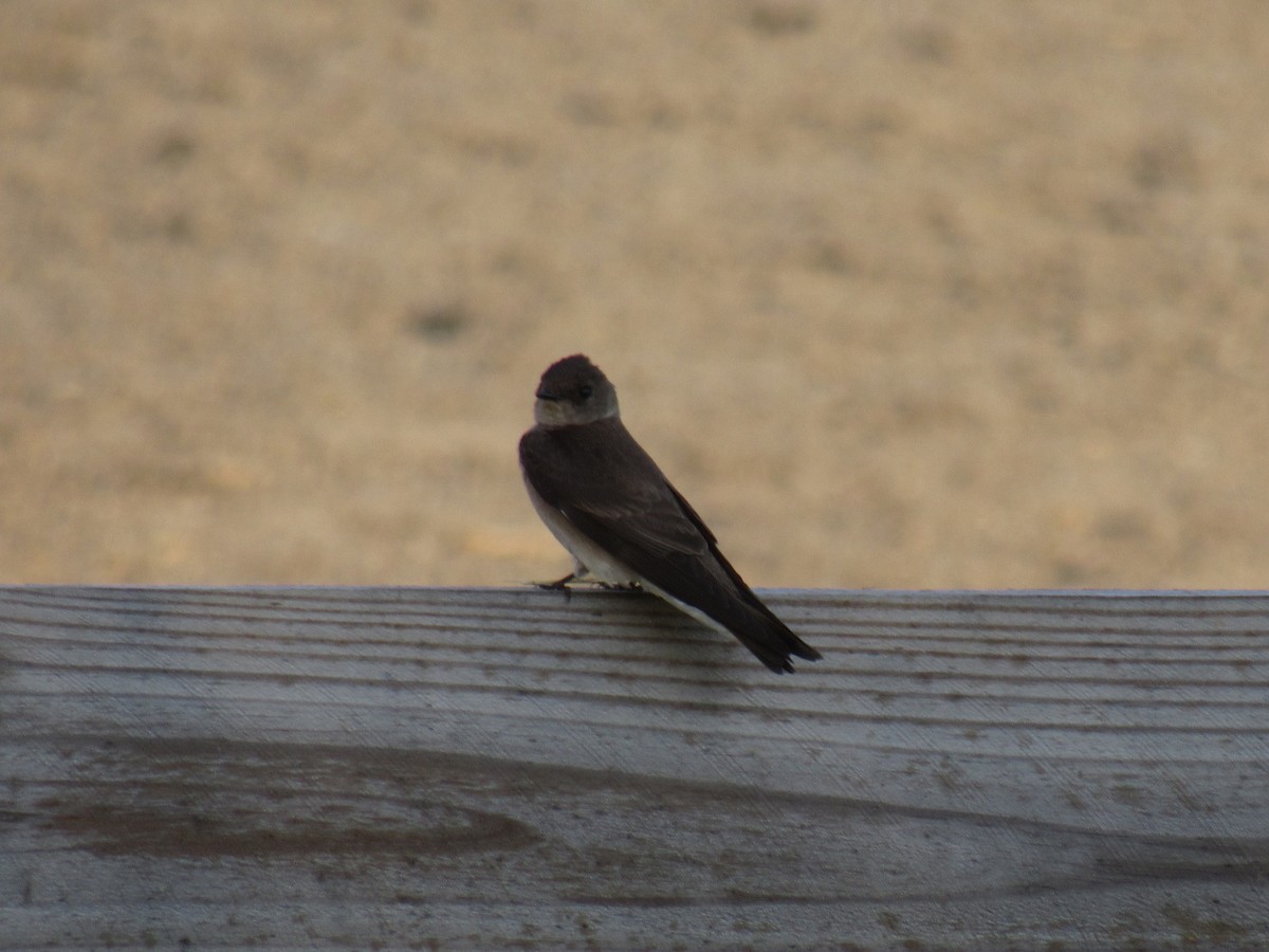 Northern Rough-winged Swallow - ML102126881