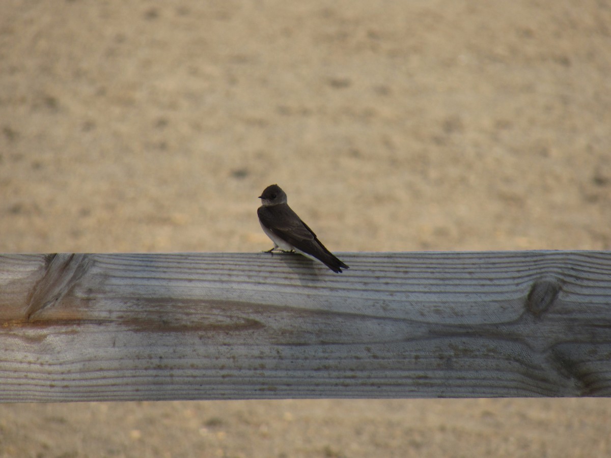 Northern Rough-winged Swallow - ML102126891