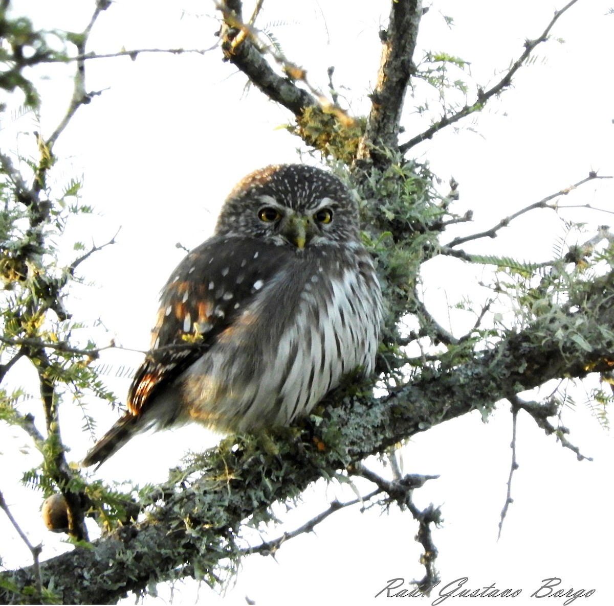 Ferruginous Pygmy-Owl - Raúl Gustavo Borgo