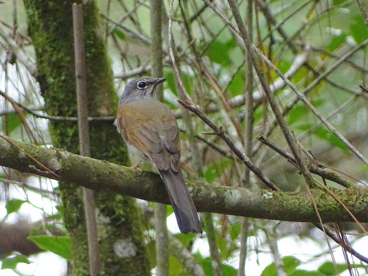 Brown-backed Solitaire - ML102128381