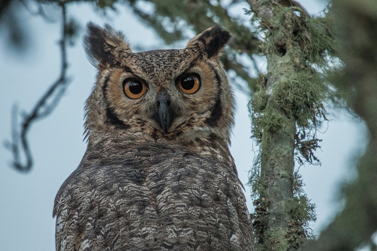 Great Horned Owl - ML102132591