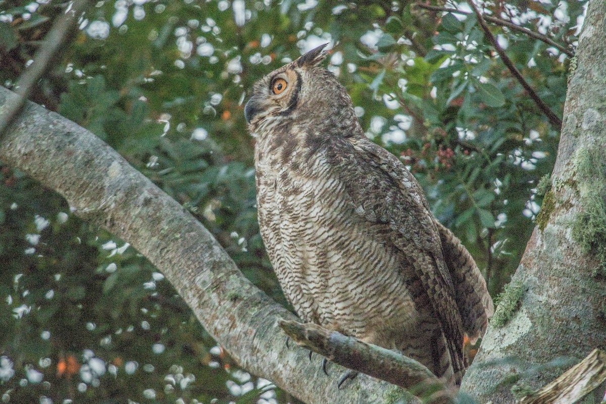 Great Horned Owl - ML102132761