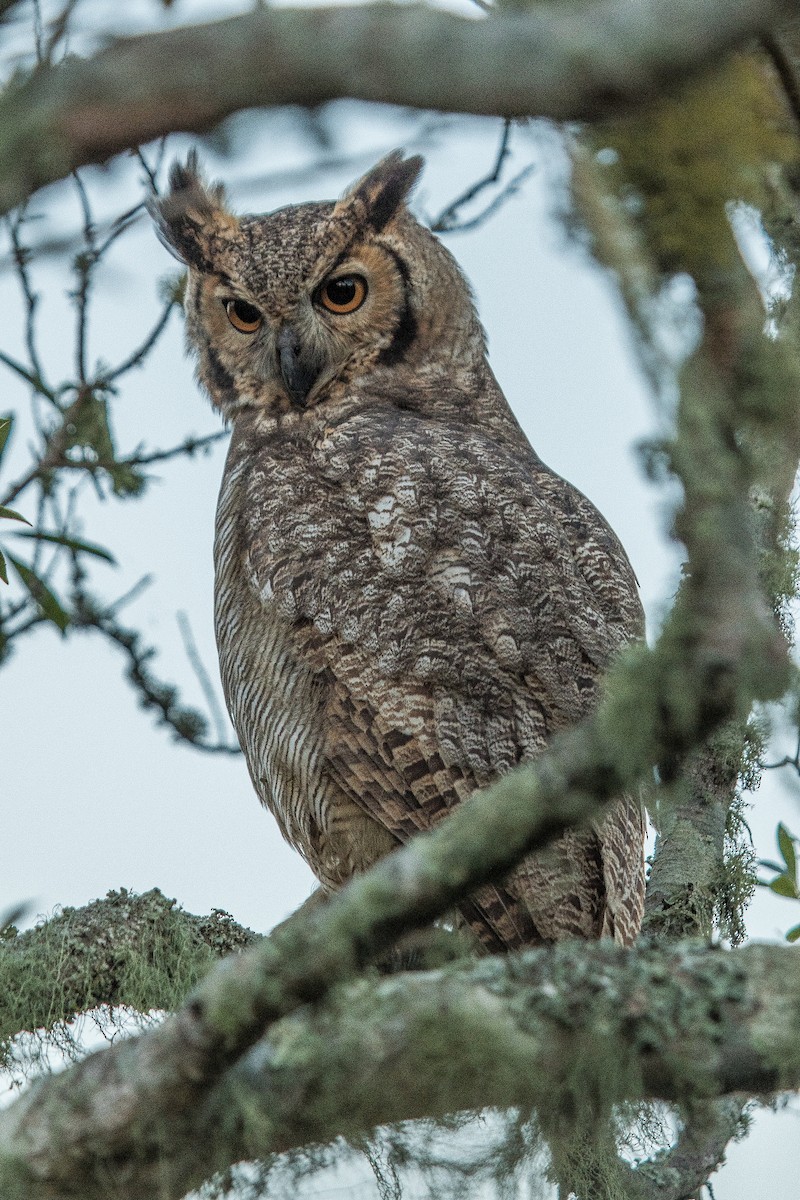 Great Horned Owl - ML102132791