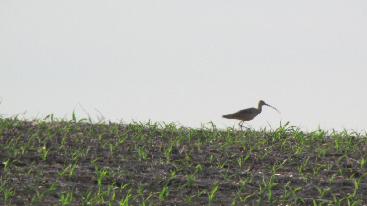 Long-billed Curlew - ML102133441