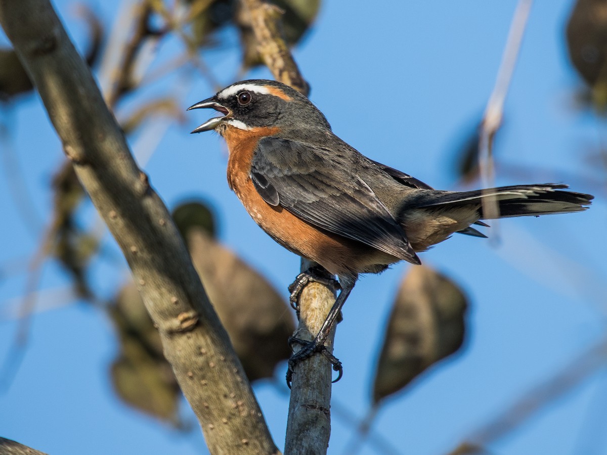 Black-and-rufous Warbling Finch - ML102134021
