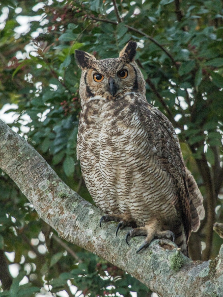 Great Horned Owl - Fernando  Jacobs