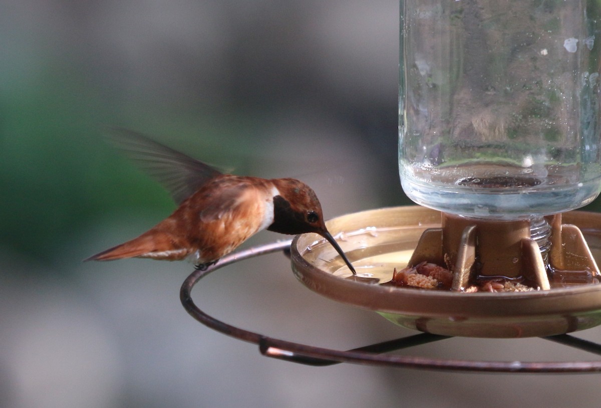 Rufous Hummingbird - ML102137311