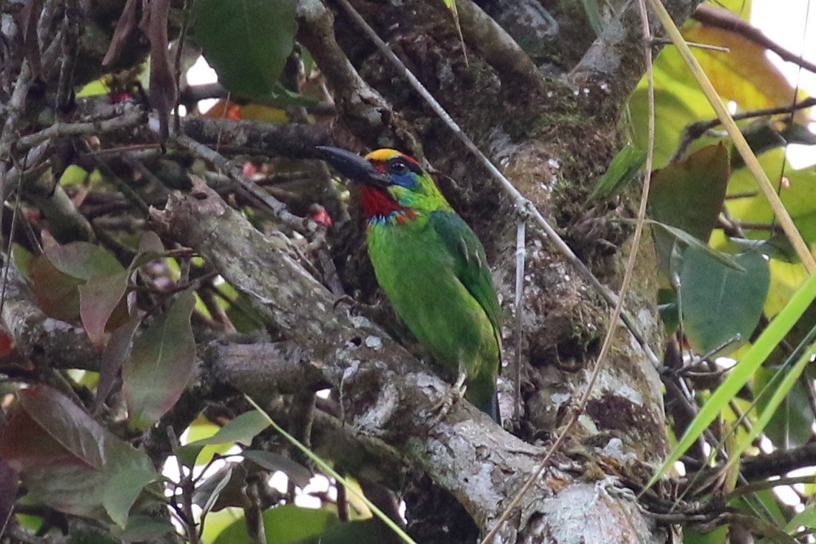 Red-throated Barbet - ML102138741