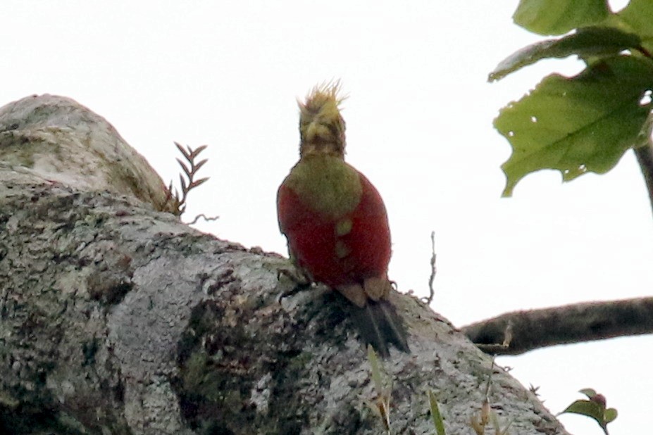 Crimson-winged Woodpecker - ML102139091