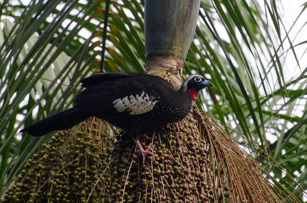 Black-fronted Piping-Guan - ML102143771