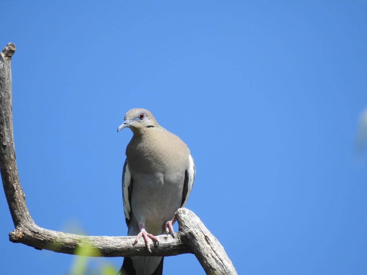 White-winged Dove - ML102148561