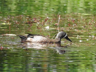 Blue-winged Teal, ML102148701