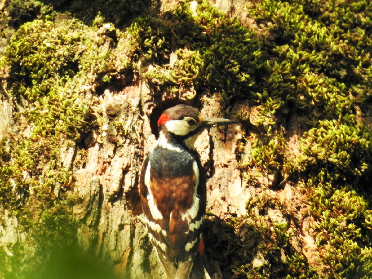Great Spotted Woodpecker (Atlas) - ML102154311