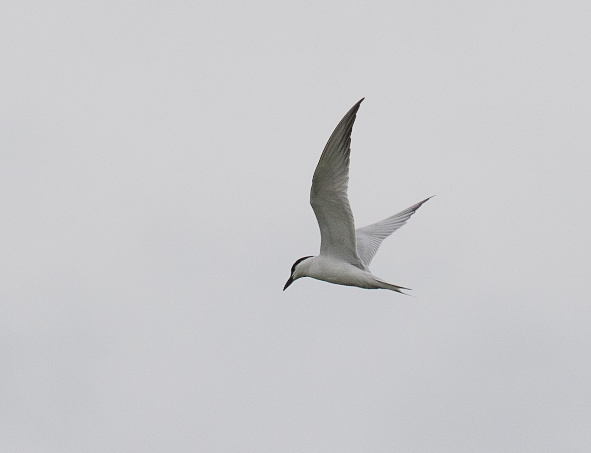 Gull-billed Tern - Lynette Spence