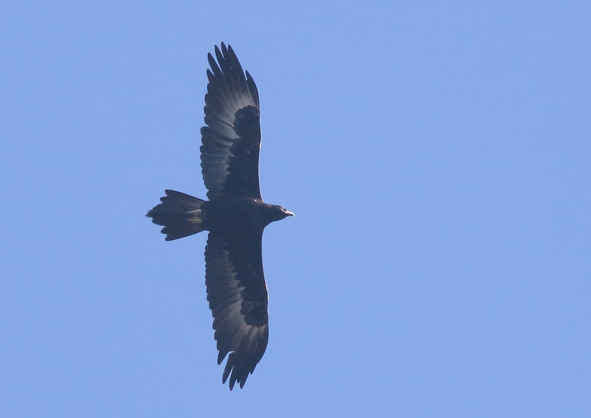 Wedge-tailed Eagle - Michael Rutkowski