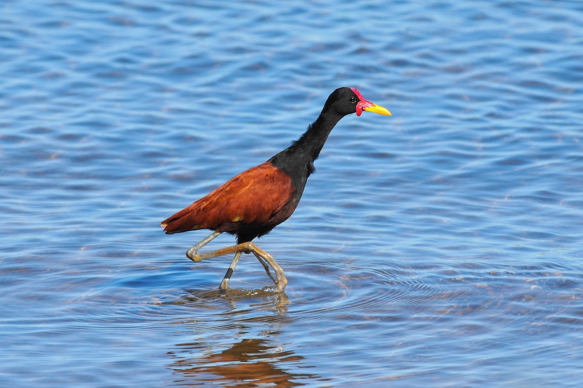 Wattled Jacana - Marcelo Barbosa - Tocantins Birding