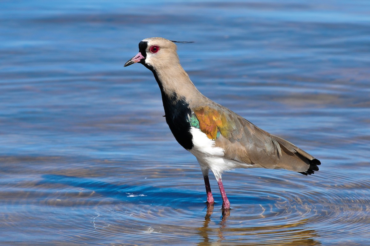 Southern Lapwing - Marcelo Barbosa - Tocantins Birding