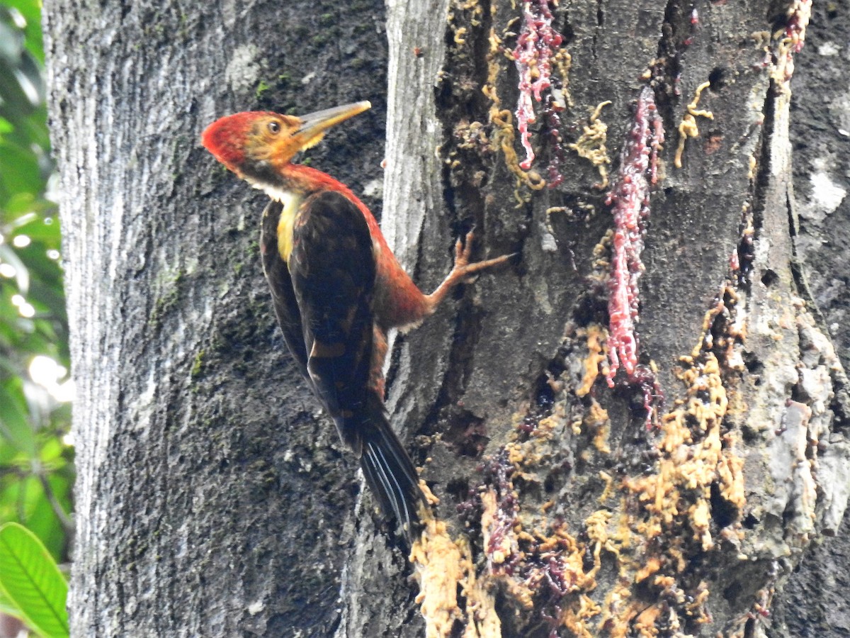 Orange-backed Woodpecker - ML102162521