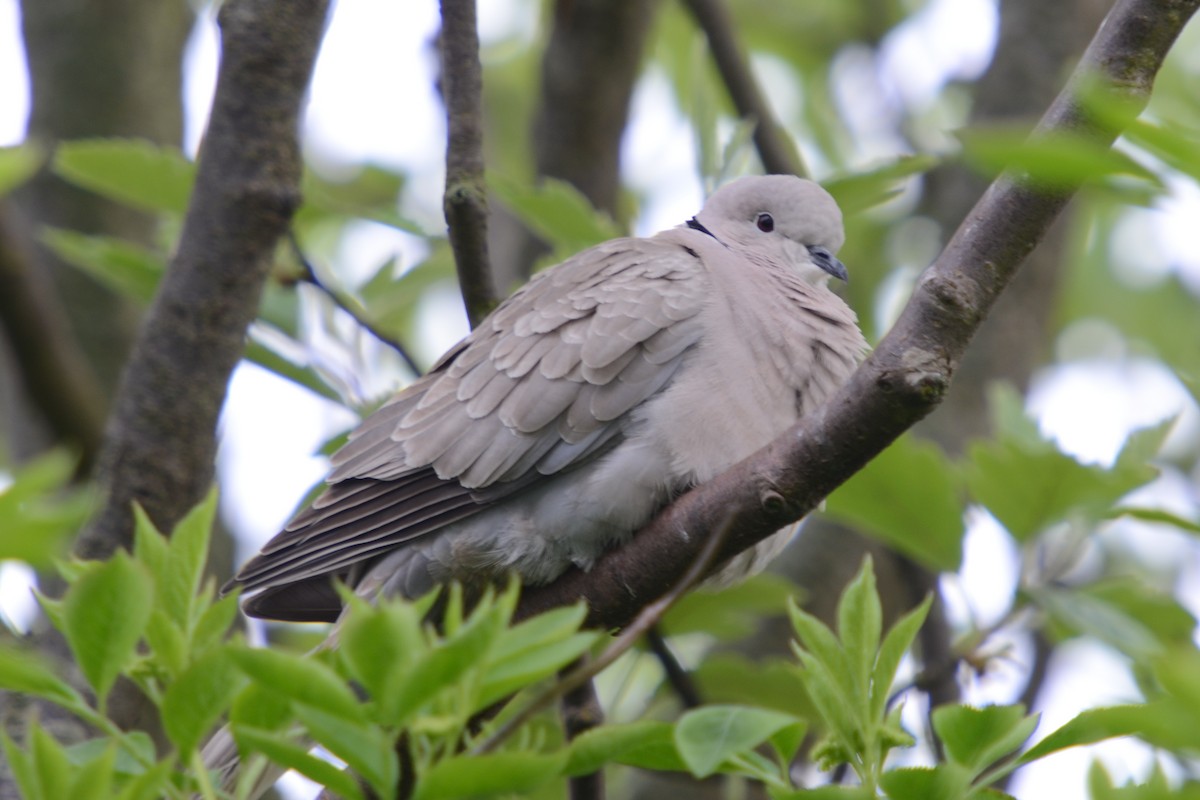 Eurasian Collared-Dove - ML102163071