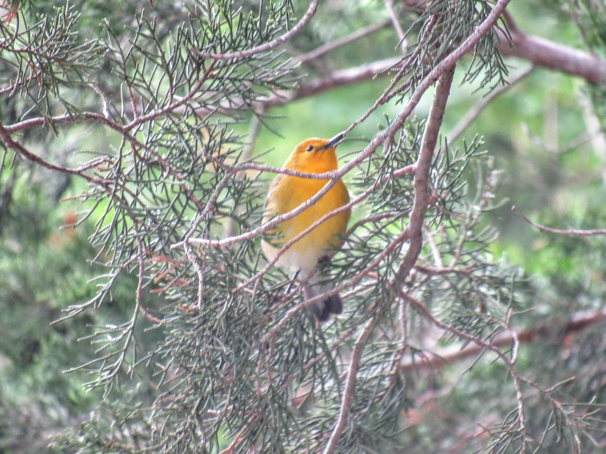 Prothonotary Warbler - Laura and John Bellitta
