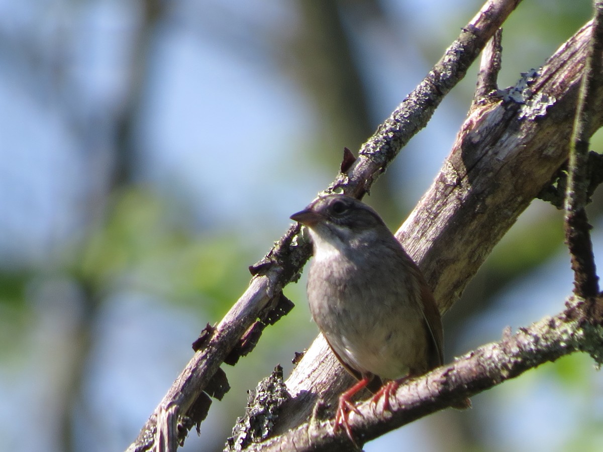 Swamp Sparrow - ML102167601