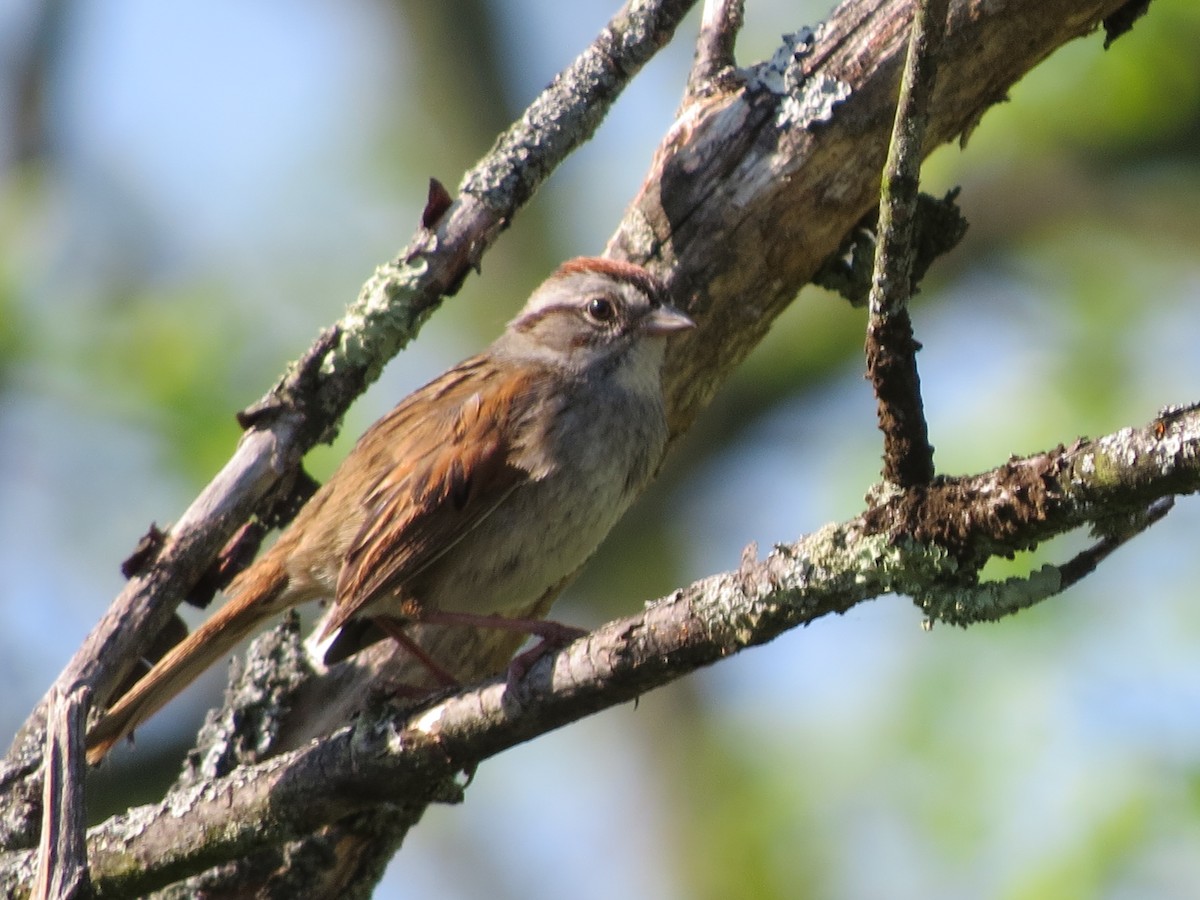 Swamp Sparrow - ML102167611