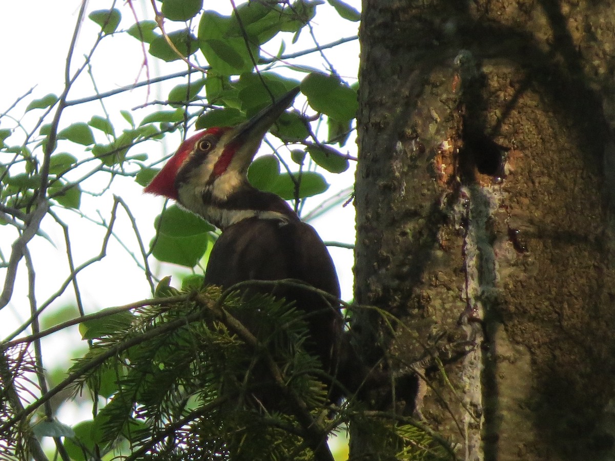 Pileated Woodpecker - ML102167701