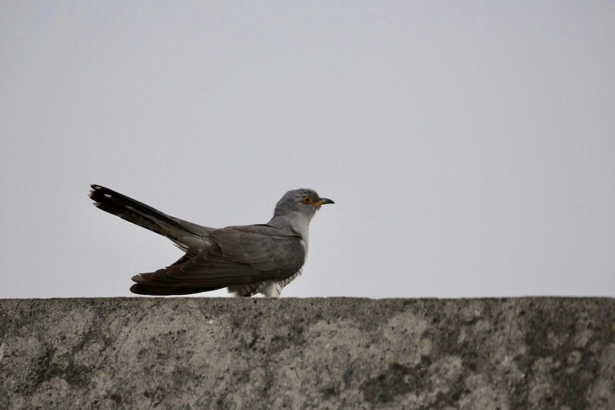 Common Cuckoo - ML102170561