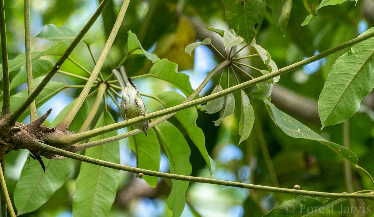 Negros Leaf Warbler - ML102173061