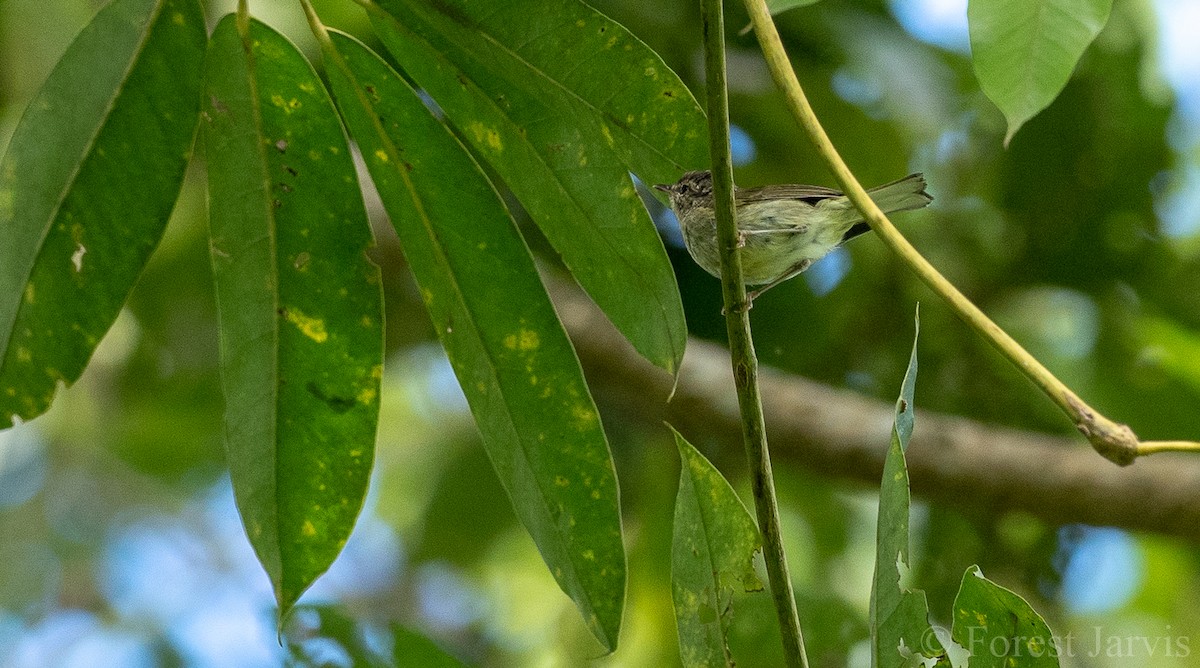 Negros Leaf Warbler - ML102173071