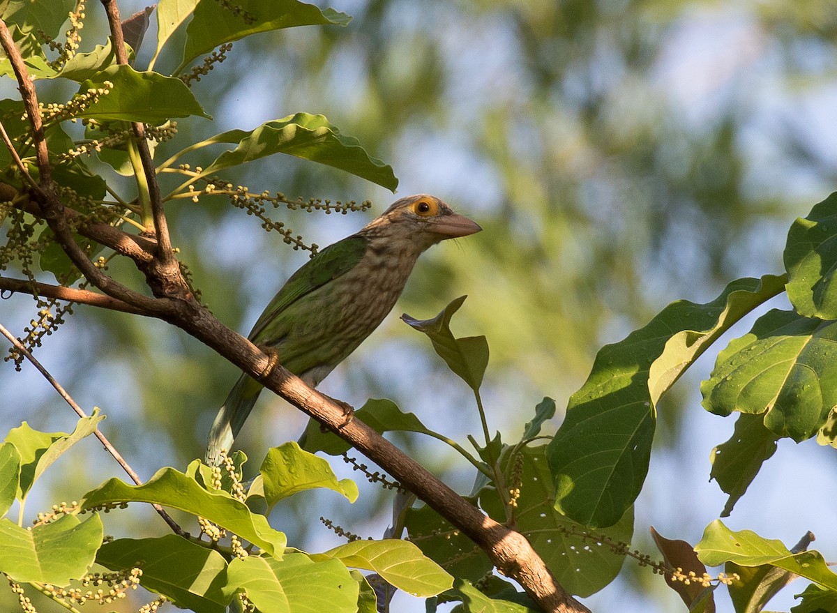Lineated Barbet - ML102173871