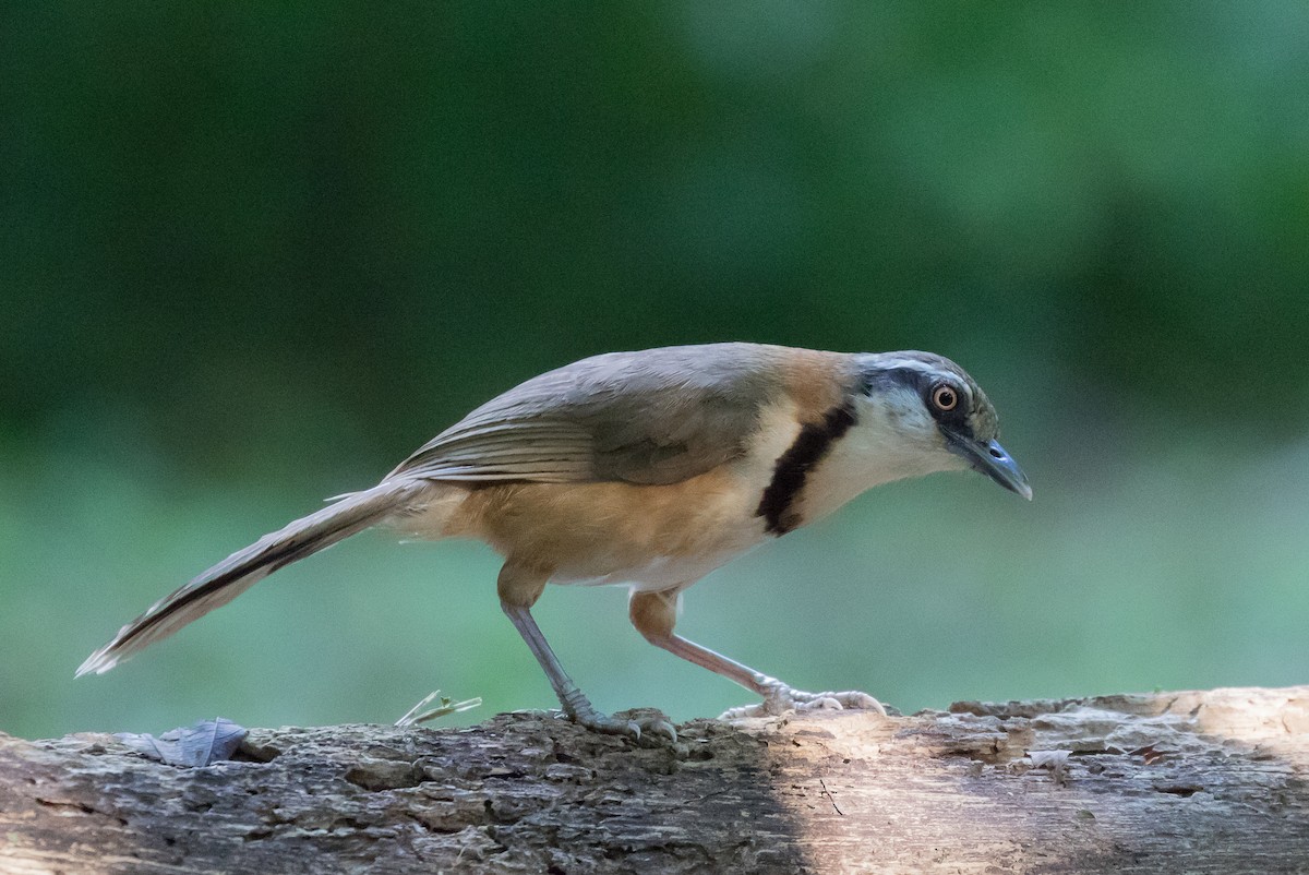 Lesser Necklaced Laughingthrush - ML102173921