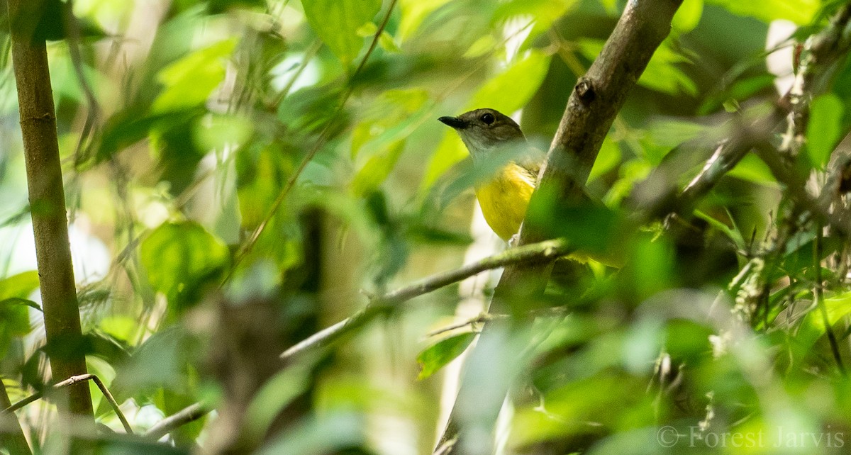 Yellow-bellied Whistler - Forest Botial-Jarvis