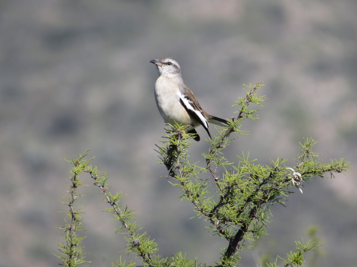 White-banded Mockingbird - samuel olivieri bornand