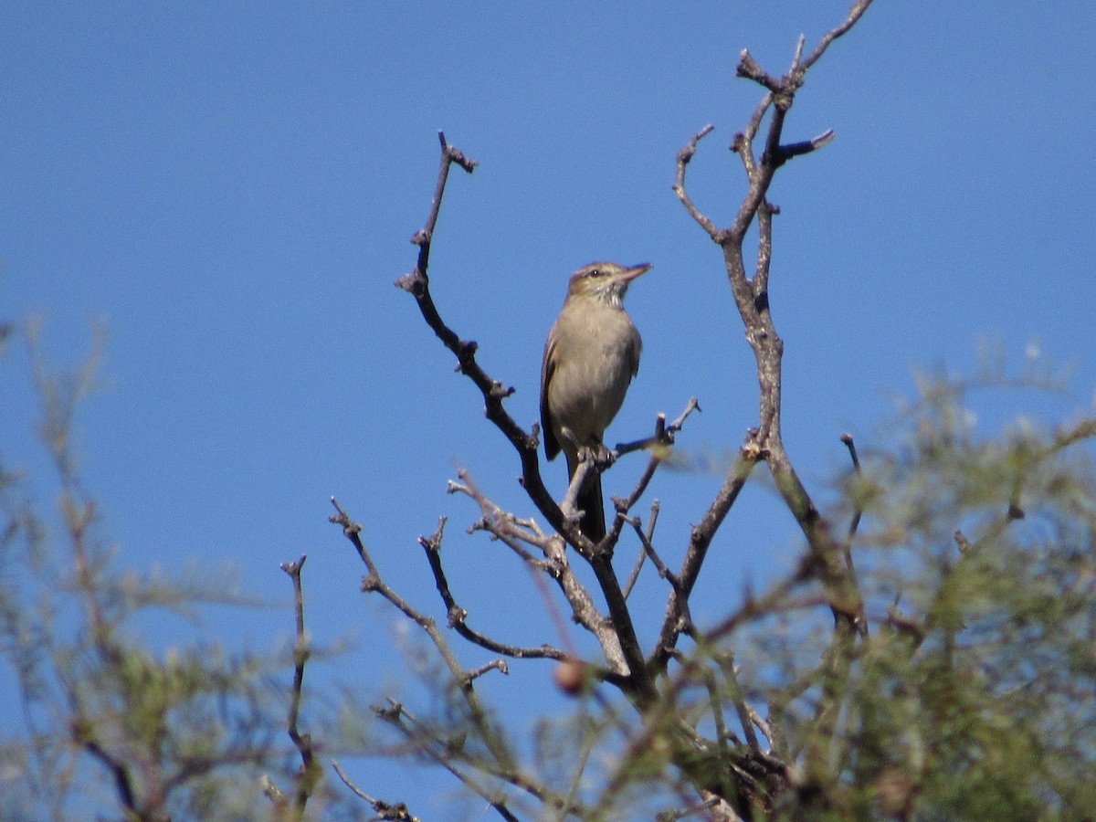 Gray-bellied Shrike-Tyrant - samuel olivieri bornand