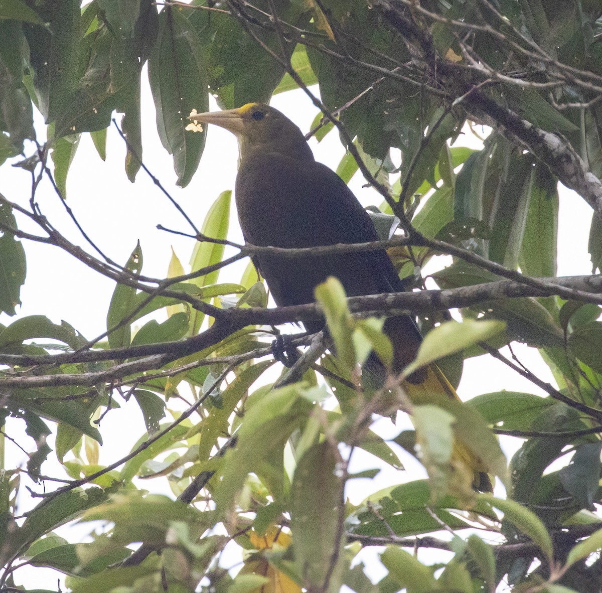 Russet-backed Oropendola - Mouser Williams