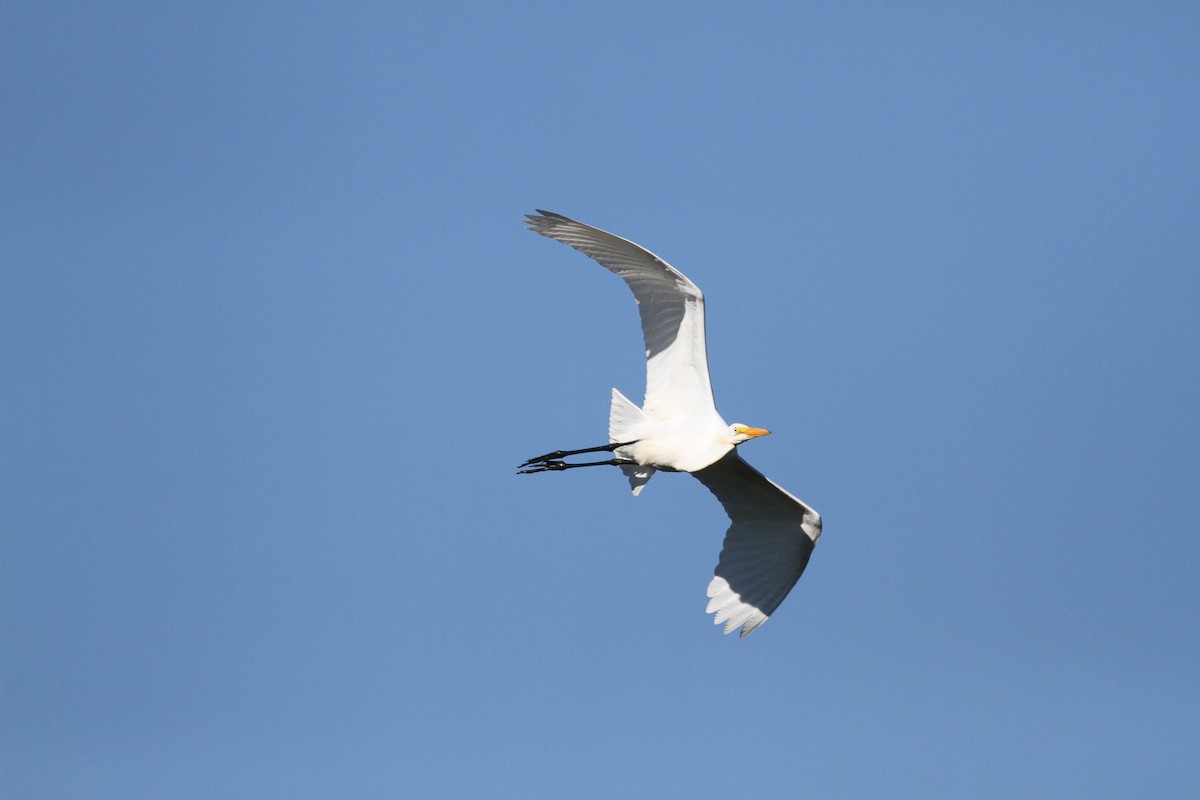 Great Egret - Nick Pulcinella