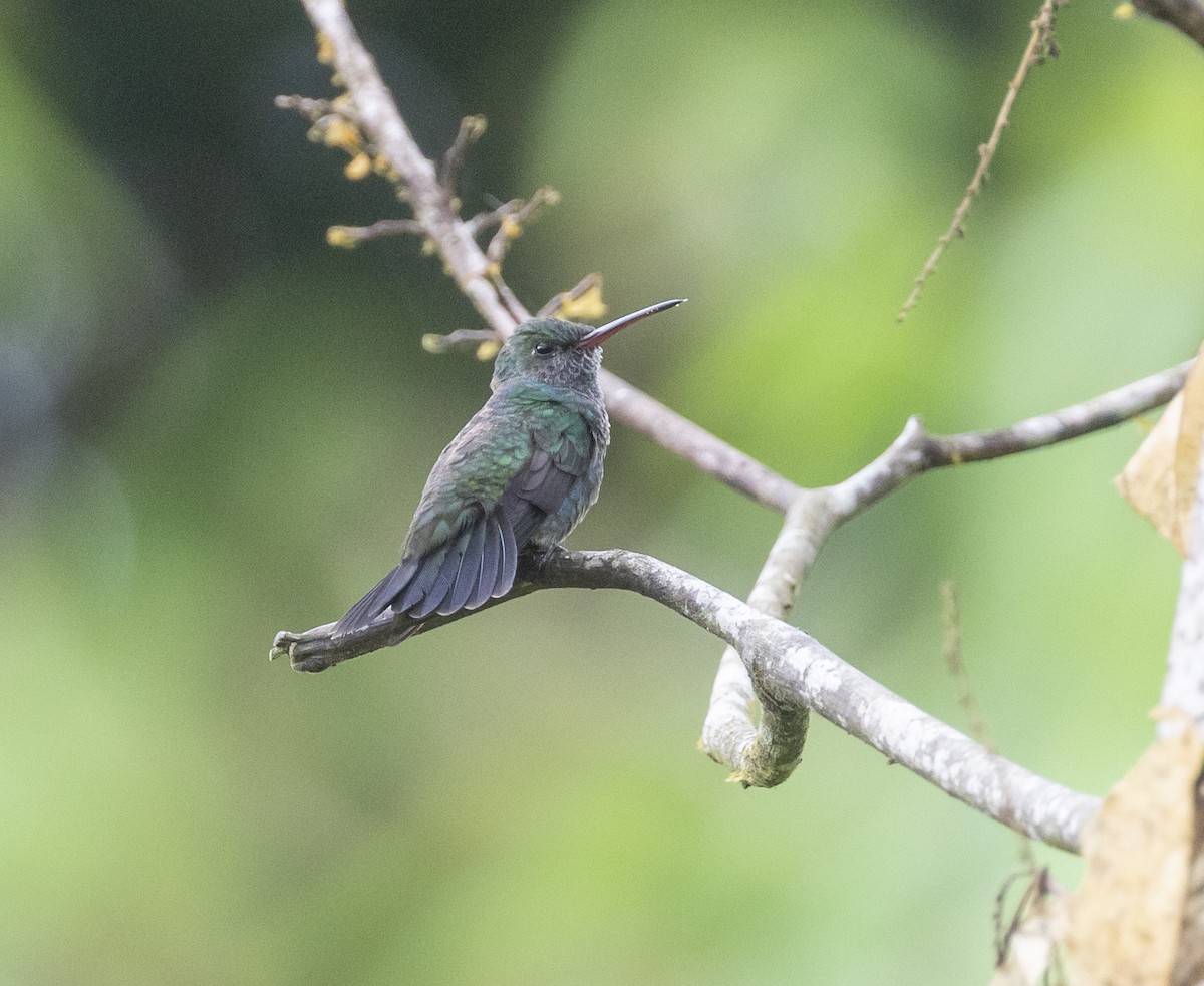 kolibřík safírový - ML102182741