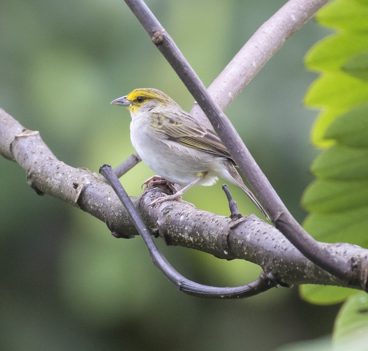 Yellow-browed Sparrow - Mouser Williams