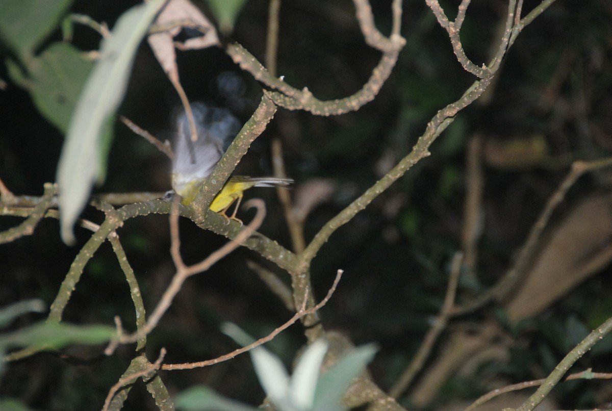 Golden-crowned Warbler - ML102183311