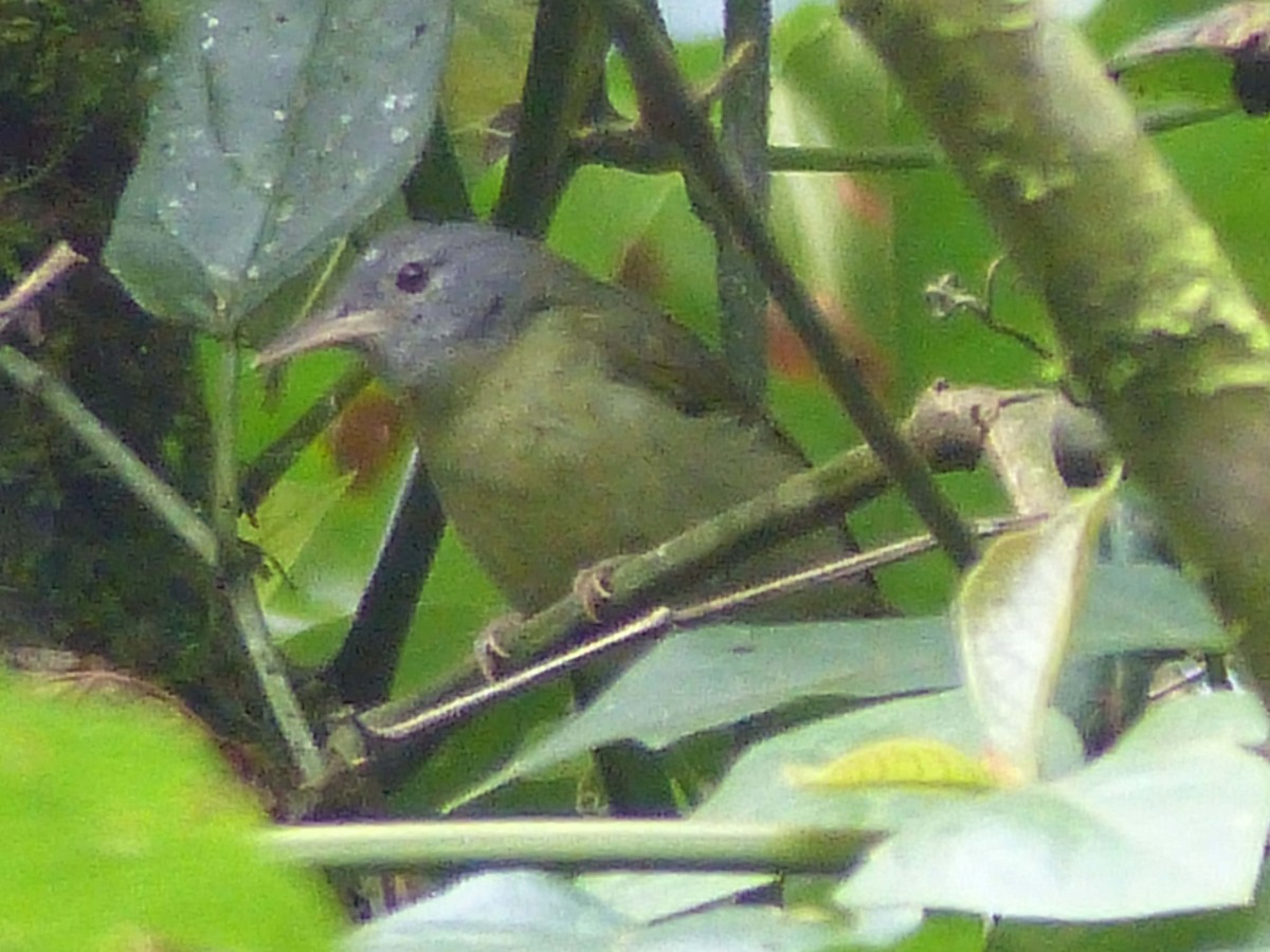 Gray-headed Sunbird - ML102184461