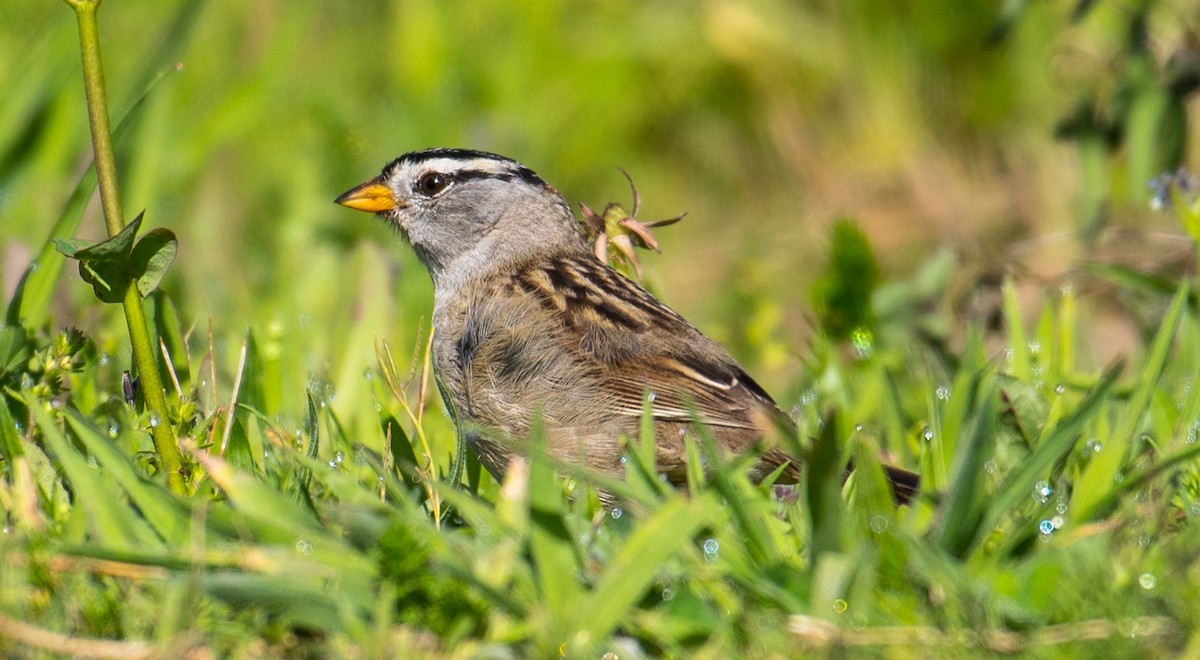 White-crowned Sparrow - ML102184841