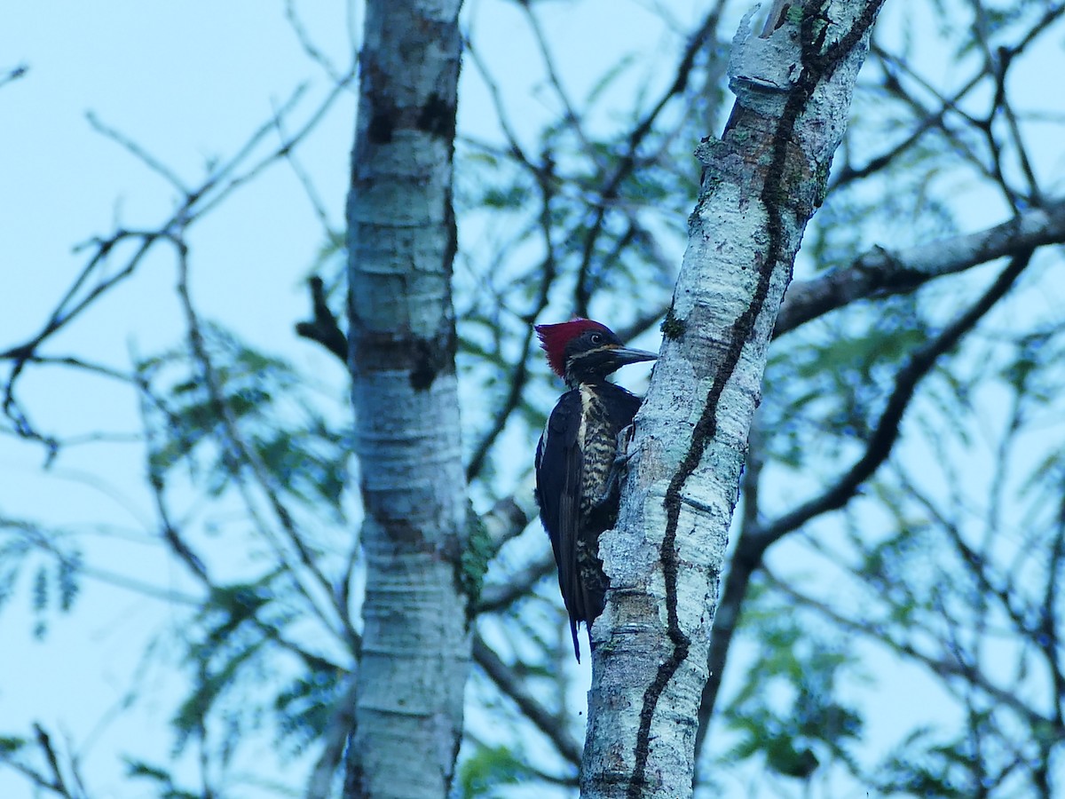 Lineated Woodpecker - ML102185161