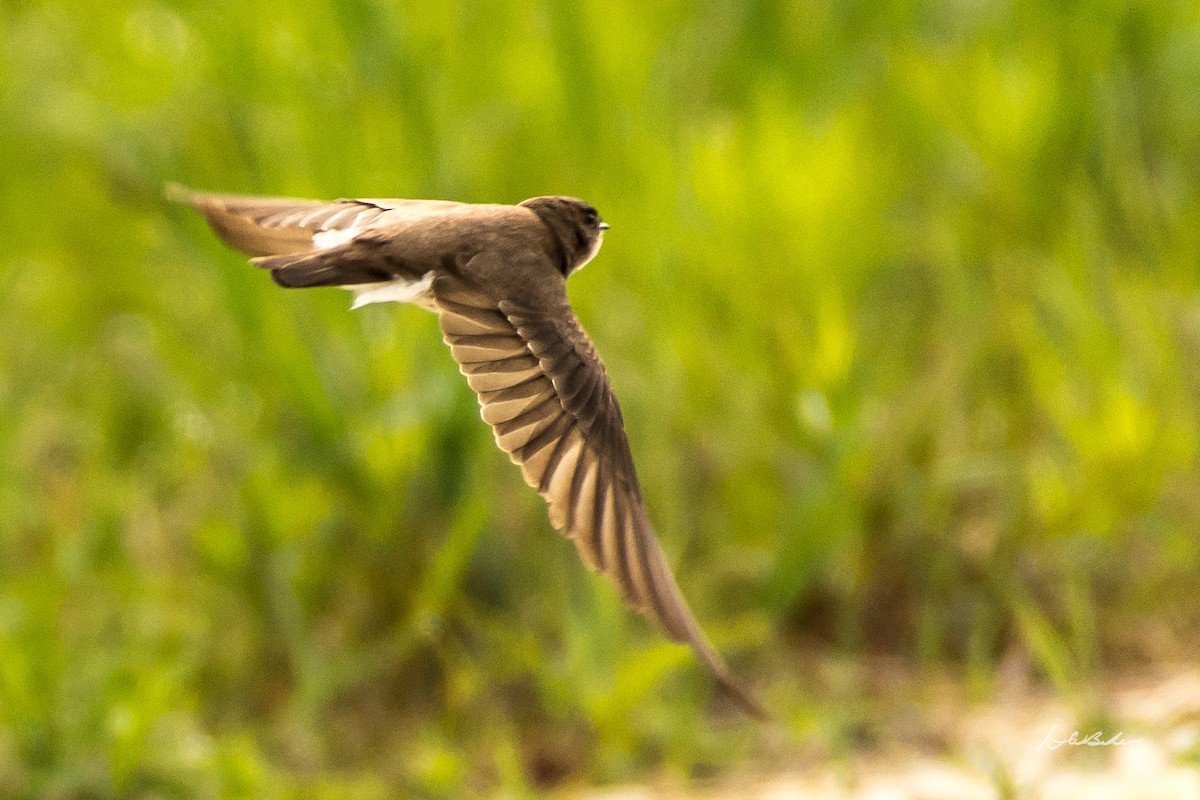 Northern Rough-winged Swallow - David Baker