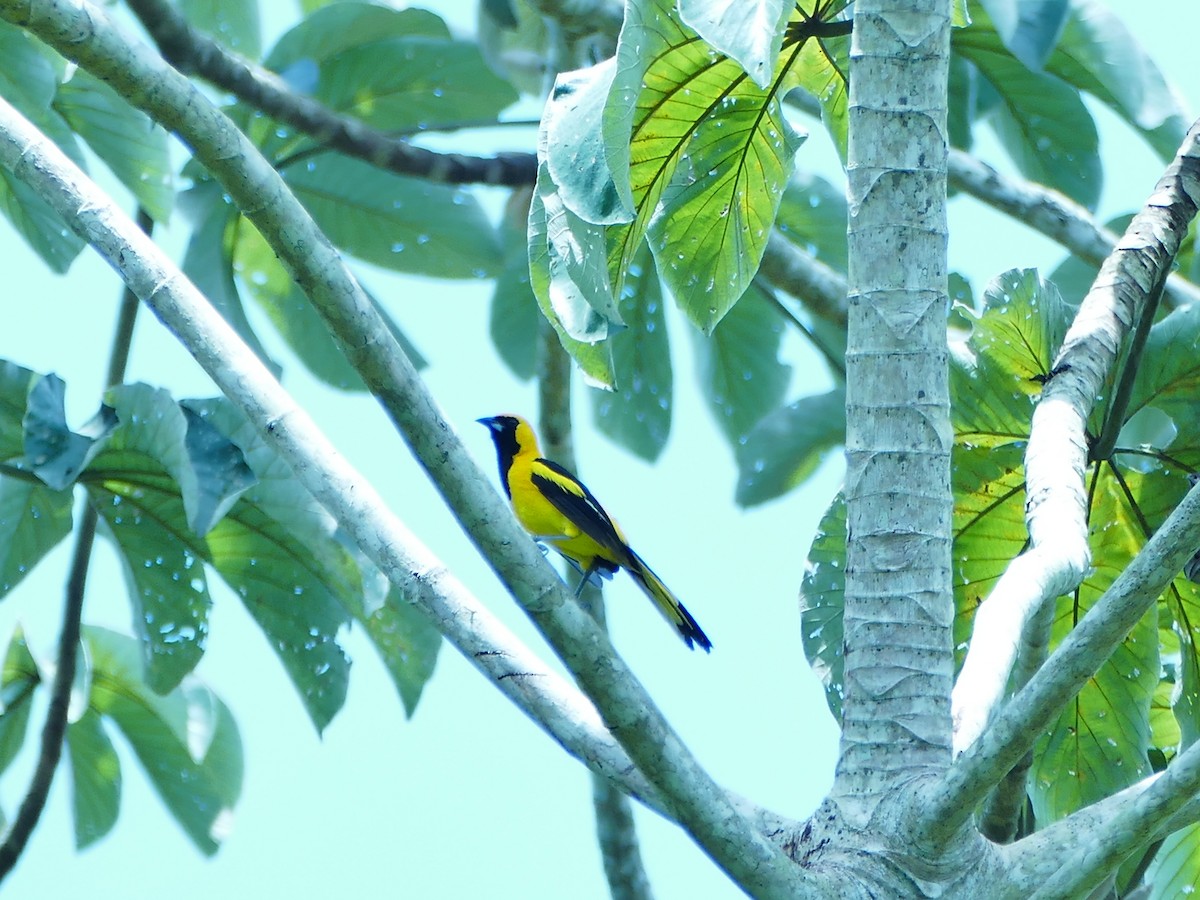 Yellow-tailed Oriole - ML102185691