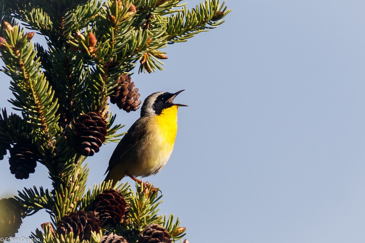 Common Yellowthroat - Bow Valley Bird Records