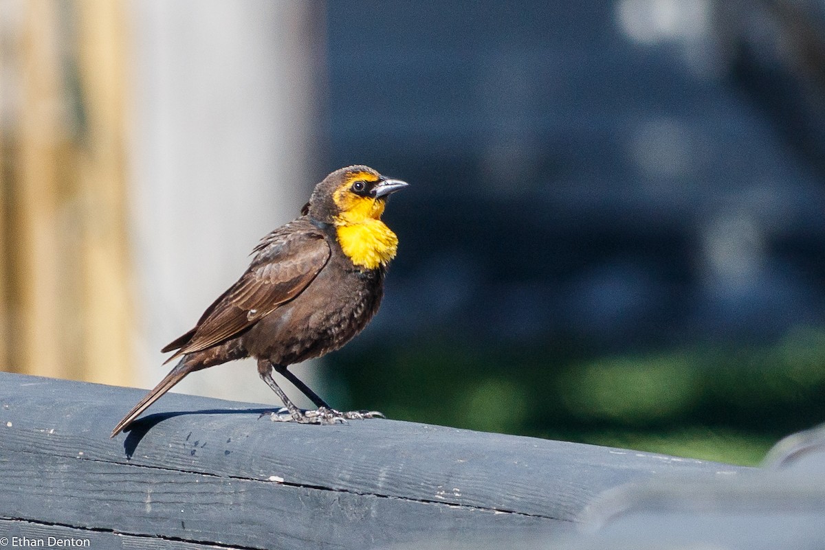 Yellow-headed Blackbird - Bow Valley Bird Records