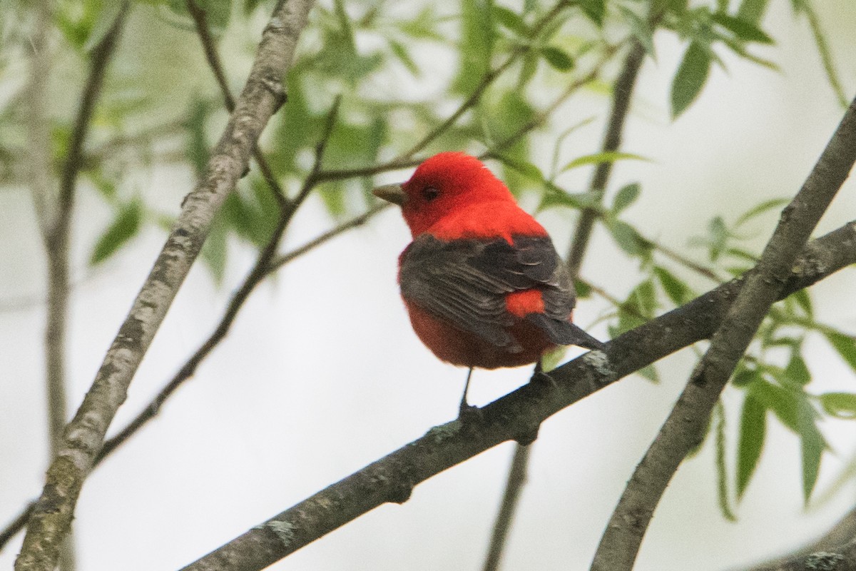 Scarlet Tanager - Sue Barth
